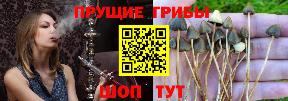 Псилоцибиновые грибы Psilocybe  Вход с VPN  Старая Купавна 